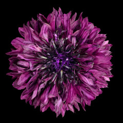 Purple Cornflower Flower Isolated on Black Background
