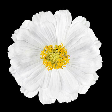 Blossoming White Zinnia Flower Elegans Isolated on Black