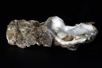 austernschalen, Muschelschalen, auster,
