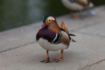 Curious mandarin duck