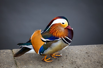 Mandarin duck