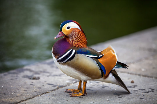 Elegant mandarin duck