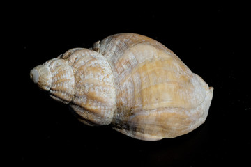 meeresschnecken; Astraea; undosa;