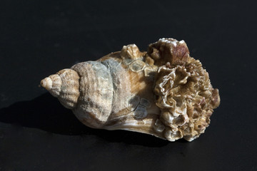 meeresschnecken; Astraea; undosa;