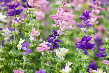 Fototapeta premium purple flowers