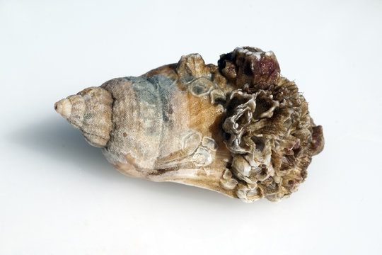 meeresschnecken; Astraea; undosa;