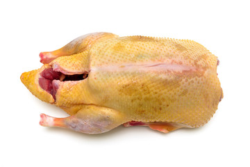 raw bird duck on white background