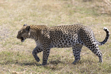 Wild leopard walking in the grass
