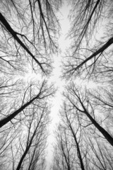 Black and white forest of trees photographed from below 