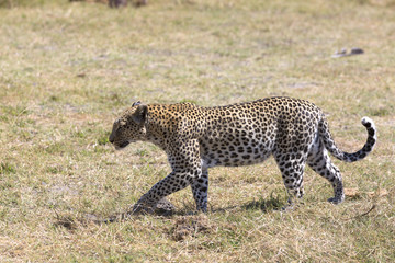 Wild leopard walking in the grass