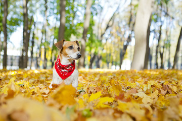 Stylish dog walking golden autumn park