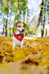 Small dog walking golden autumn park