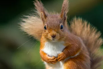 Fotobehang Eekhoorn Rode eekhoorn ziet er zo schattig uit