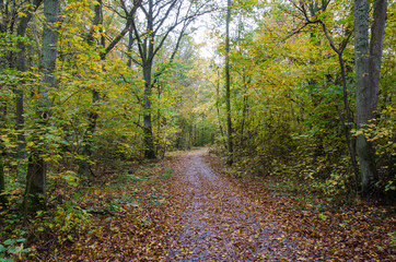 Obraz premium Paved footpath in autumn colors