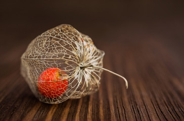physalis close-up