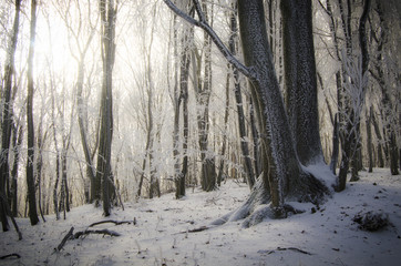 winter forest with snow at sunrise