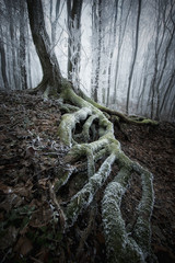 frozen tree with twisted roots in a misty forest
