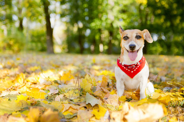 Smiling dog walking golden autumn park