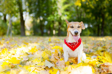 Happy dog walking golden autumn park