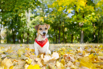 Beautiful dog walking golden autumn park
