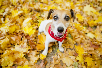 Cute dog walking golden autumn park