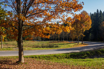 road going to autumn forest