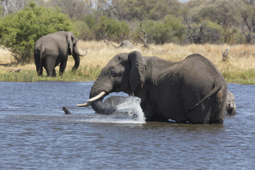 Fototapeta premium African elephants taking a bath in a a river