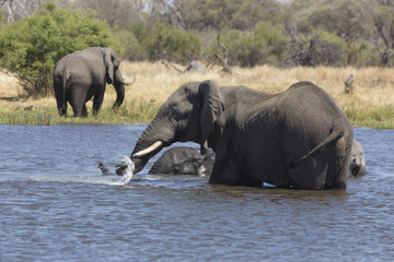 Obraz premium African elephants taking a bath in a a river