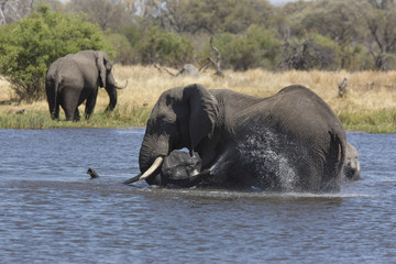 Naklejka premium African elephants taking a bath in a a river