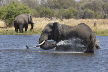 African elephants taking a bath in a a river