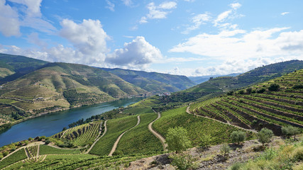 Vineyards in the Valley of the River Douro, Portugal - obrazy, fototapety, plakaty