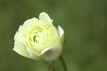 Beautiful white rose in a garden