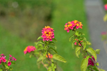 Beautiful fresh flower mound.