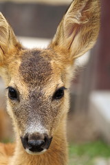 portrait of a young roe deer