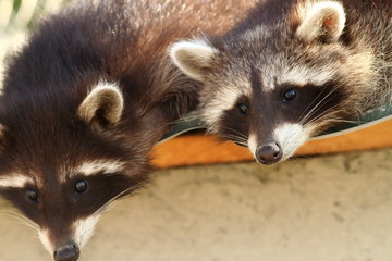 raccoons at the zoo