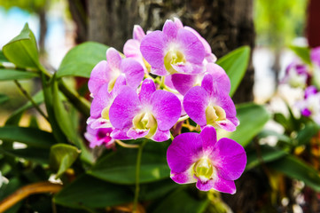 Orchid