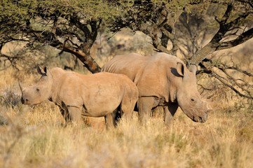 Fototapeta premium White rhino mother and calf