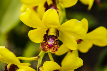 Orchid