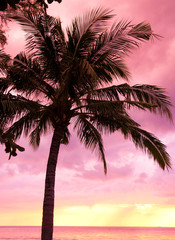 Tree Silhouettes Fiery Backdrop