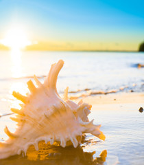 Evening Shore Beach Pearl