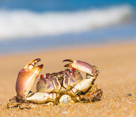 On the Shore Funny Crab