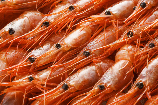 アマエビ　Small shrimp