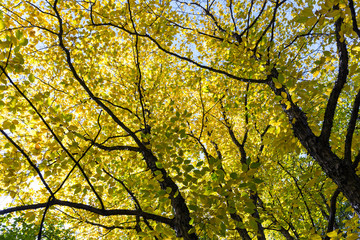 Colorful trees in autumn park