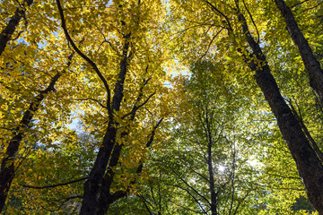 Fototapeta na wymiar Sunny autumn forest