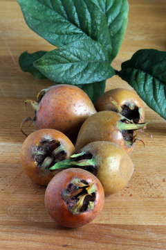 nespola comune - Mespilus germanica