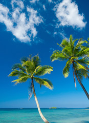 Obraz na płótnie Canvas Serenity Shore Coconut Coast