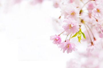 Abstract pink cherry blossom flower background
