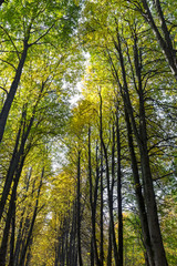 Tree in autumn sunlight