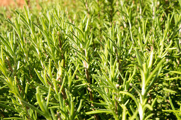 Wild Rosemary plants