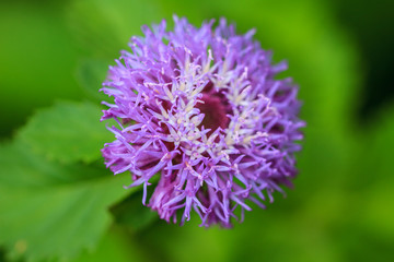 violet flower